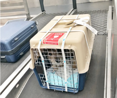 三亚宠物托运 宠物托运公司 机场宠物托运 宠物空运